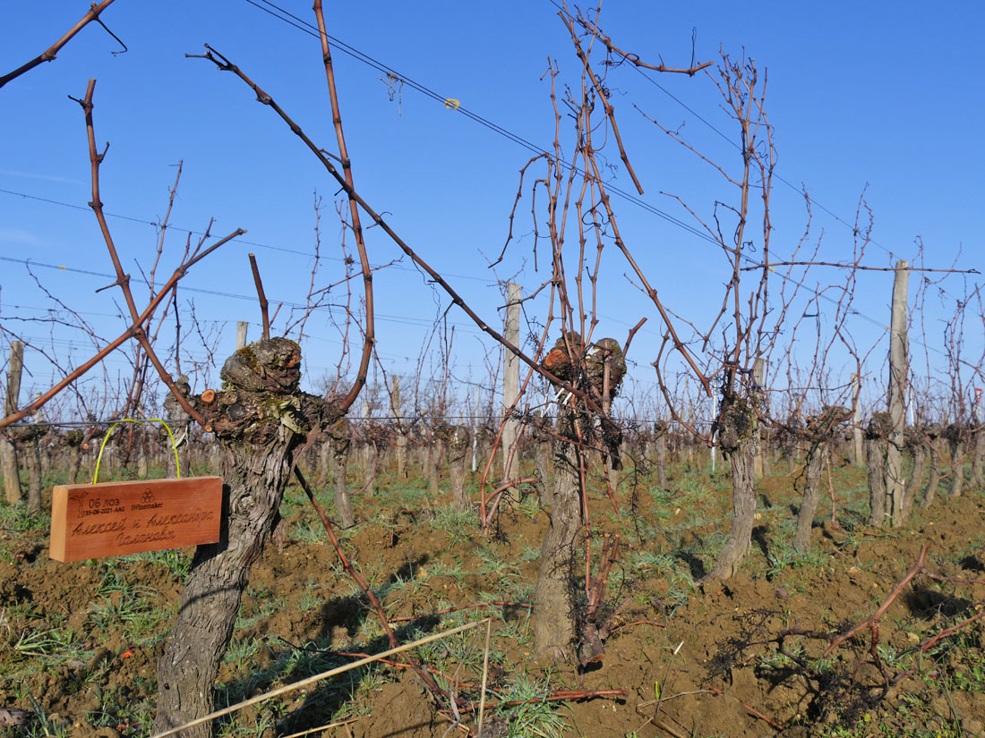 Виноградник на урожай